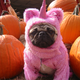 Illustration for article titled Cute Boy Person’s Spirit Animal May Be a Pug